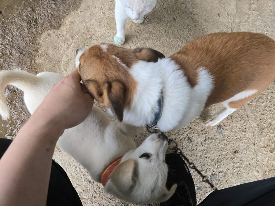 명절날 시고르자브종 근황(개+개+냥이)_25.jpg