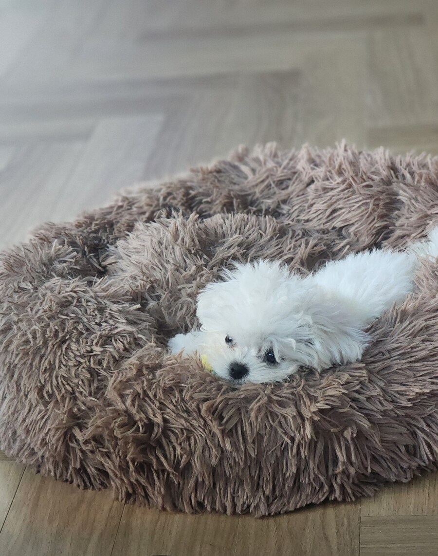 입양후 2달이 되가내요~_7.jpg