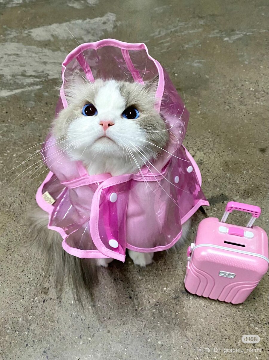 우비입은 고양이 강이지.jog_1.jpg