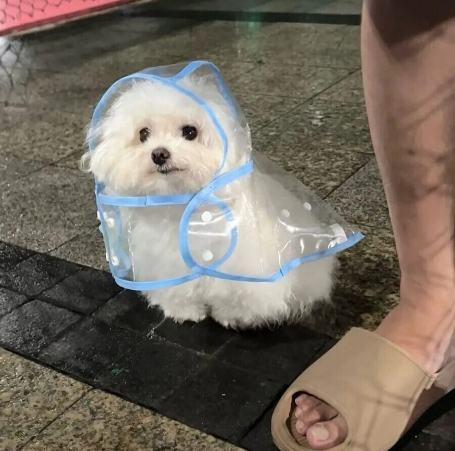 우비입은 고양이 강이지.jog_6.jpg