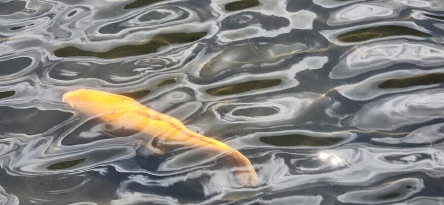 처음으로 여름에 다녀온 일본 큐슈 여행 2 - 유후인_27.jpg