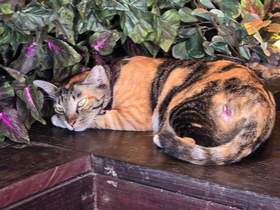 (스압 및 데이터주의!) 인도네시아 19일 여행기 자카르타&족자카르타_49.jpg