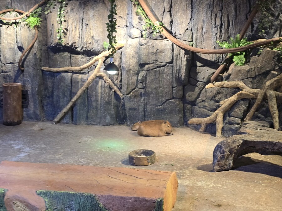 (스압 및 데이터주의!) 인도네시아 19일 여행기 자카르타&족자카르타_55.jpg