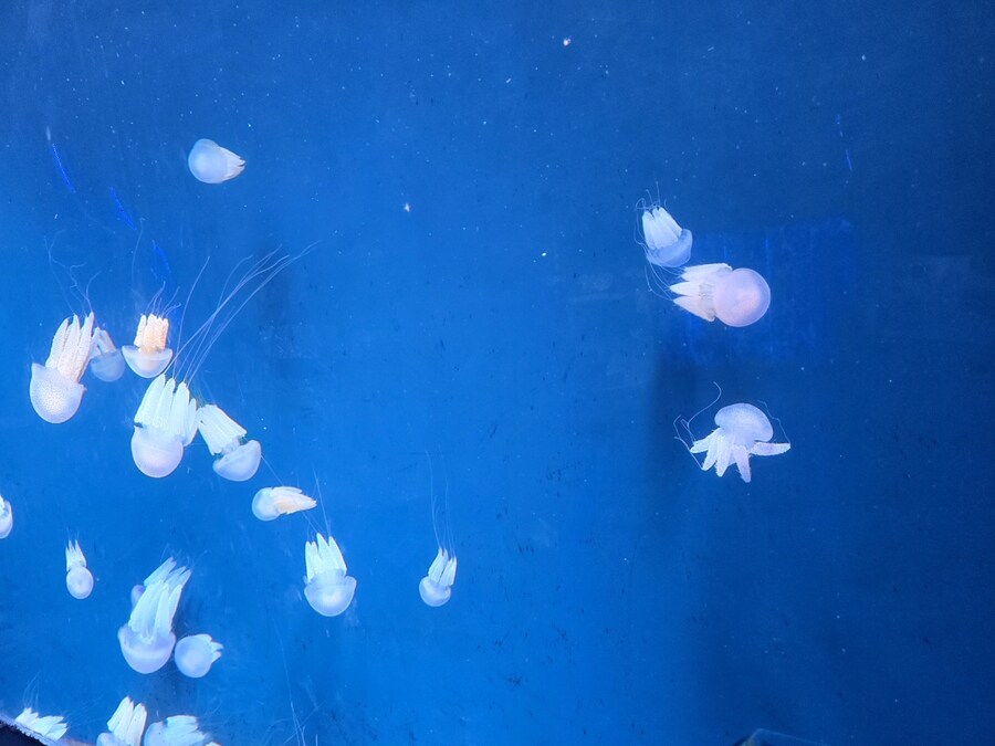 (스압 및 데이터주의!) 인도네시아 19일 여행기 자카르타&족자카르타_57.jpg