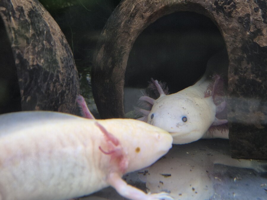 수조)코코넛에 들어가고싶은 럼프_1.jpg