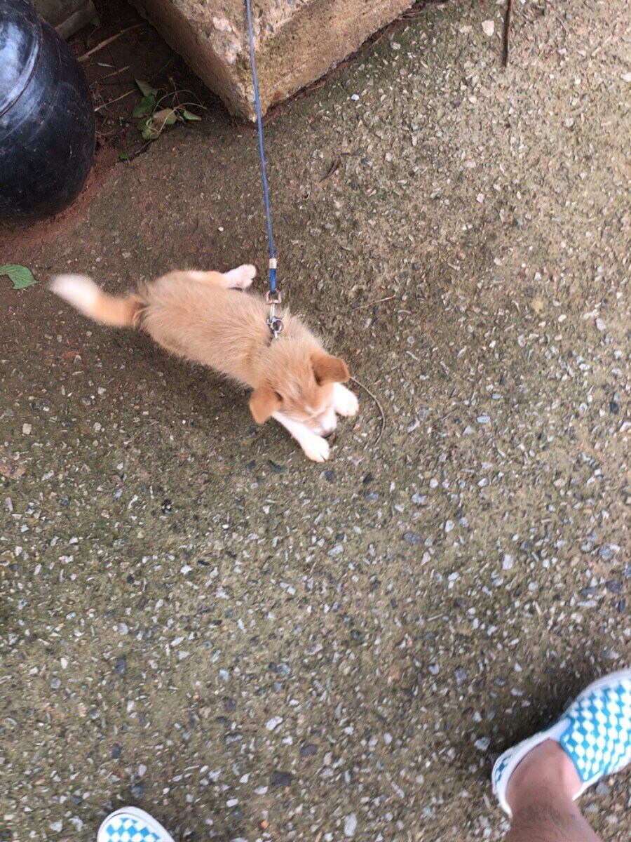 식당에서 만난 강아지 (귀여워)_1.jpg