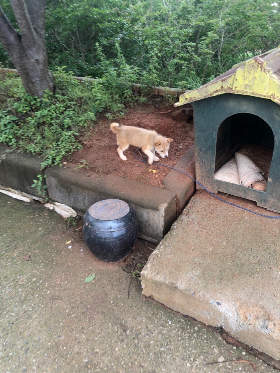 식당에서 만난 강아지 (귀여워)_5.jpg