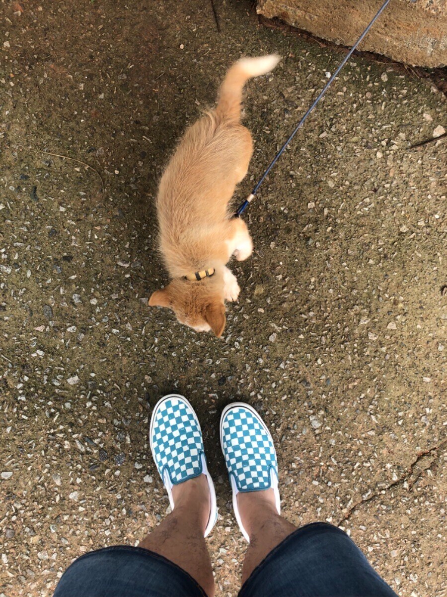 식당에서 만난 강아지 (귀여워)_9.jpg