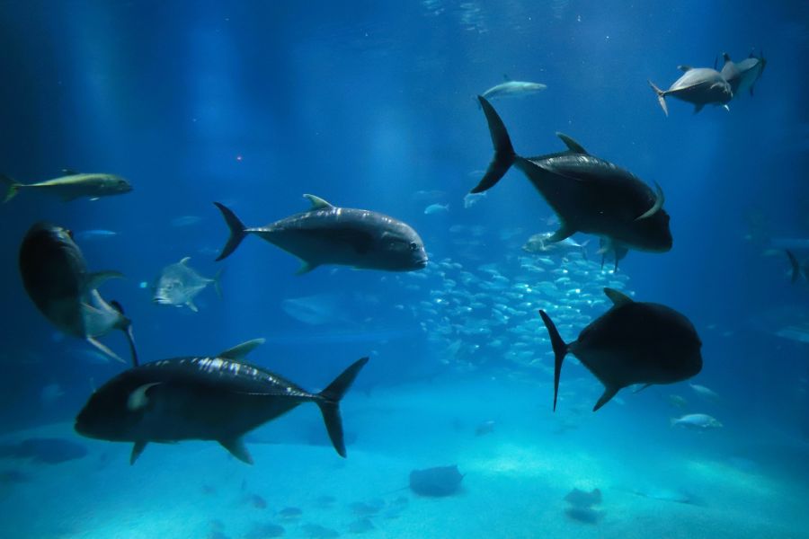 10박11일 오사카 교토 여행1(스압)_23.jpg