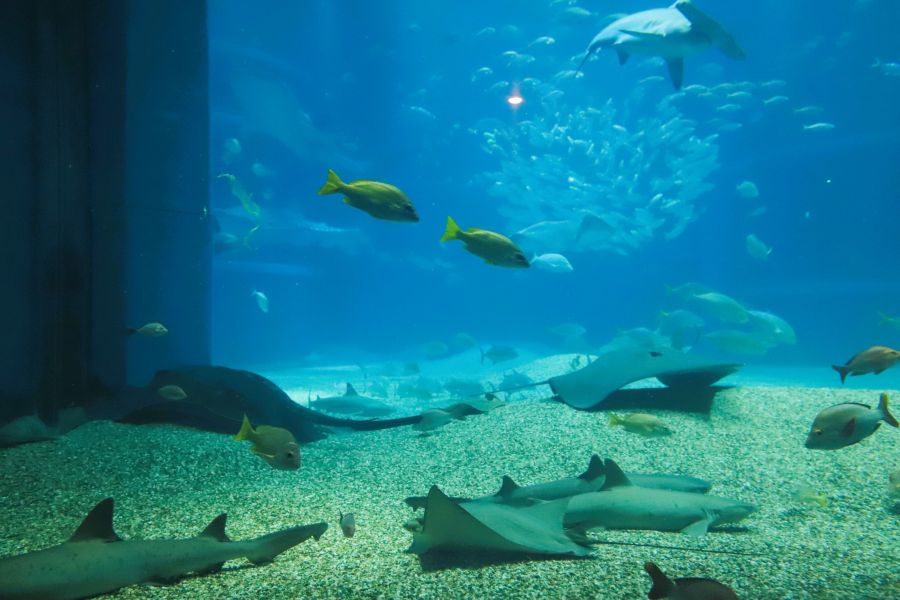 10박11일 오사카 교토 여행1(스압)_27.jpg