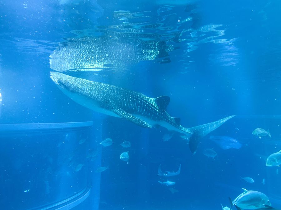 10박11일 오사카 교토 여행1(스압)_30.jpg