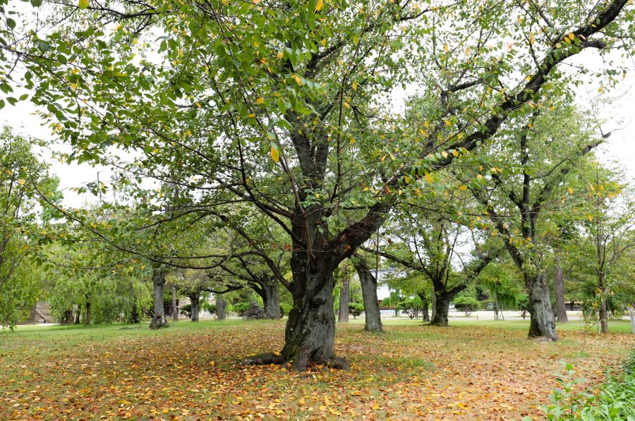 10박11일 오사카 교토 여행7_51.jpg