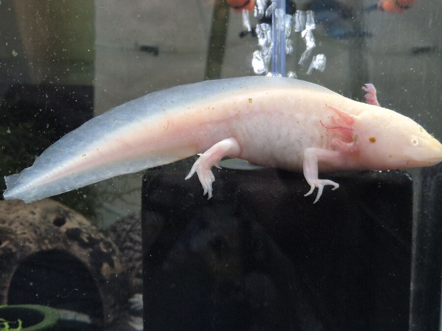 수조)오늘도 올라가있는 럼프_1.jpg