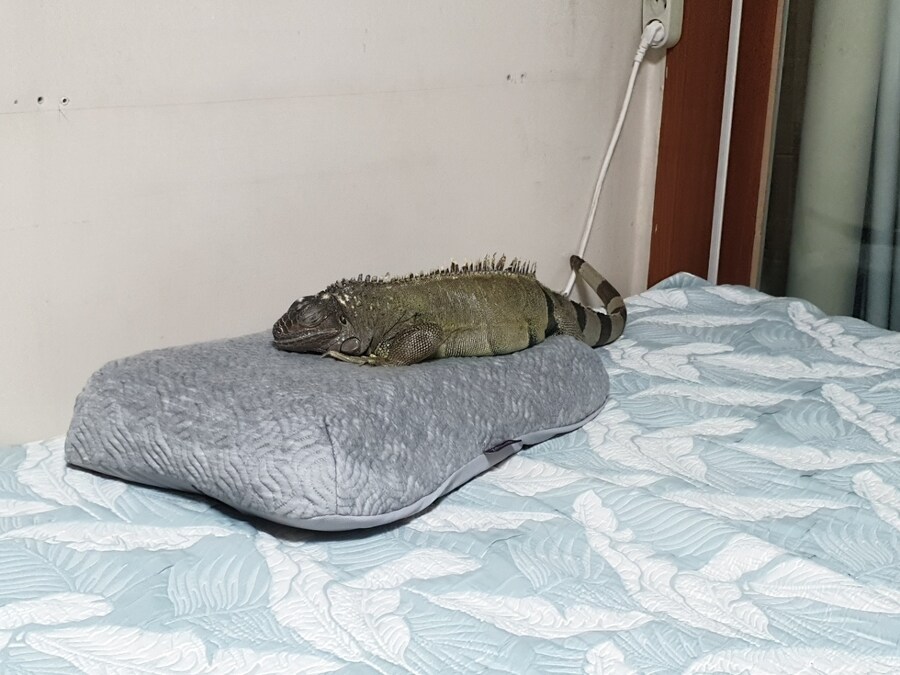 (스압주의) 제가 그린 동물 그림 올려봅니다_142.jpg