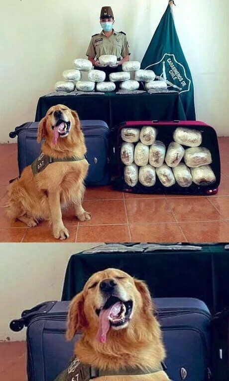 직업만족도 끝판왕인 댕댕이.jpg_1.jpg