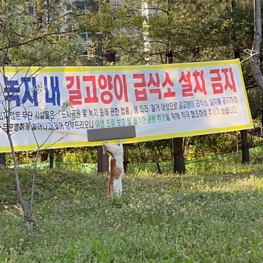 지자체 정책에 항의하는 고양이_1.jpg