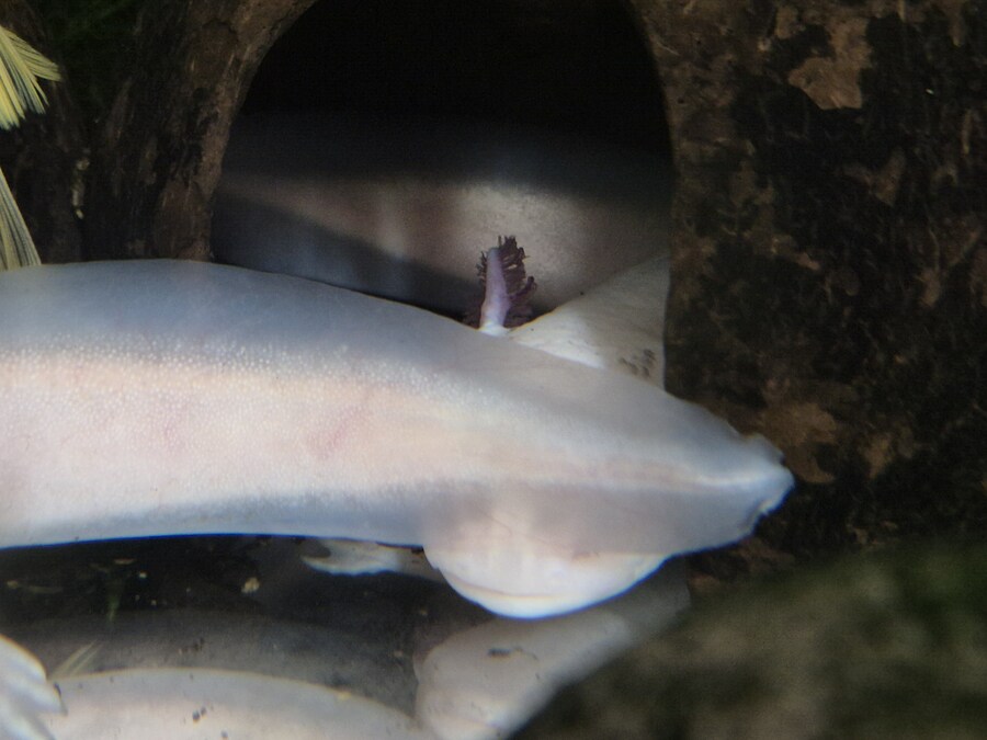 수조)헌바 꼬리에 가려진 부시_1.jpg