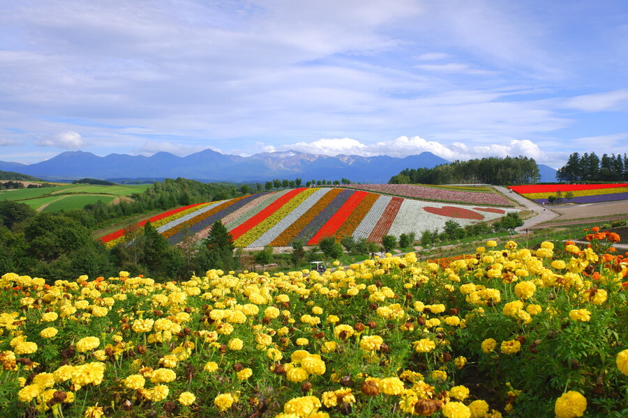 북쪽의 대지, 홋카이도 여행 4부 (비에이)_47.jpg