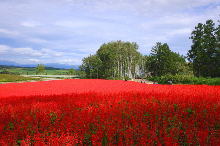 북쪽의 대지, 홋카이도 여행 4부 (비에이)_55.jpg