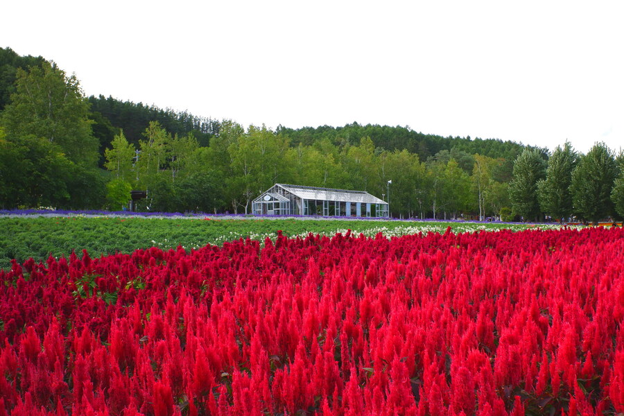 북쪽의 대지, 홋카이도 여행 4부 (비에이)_59.jpg