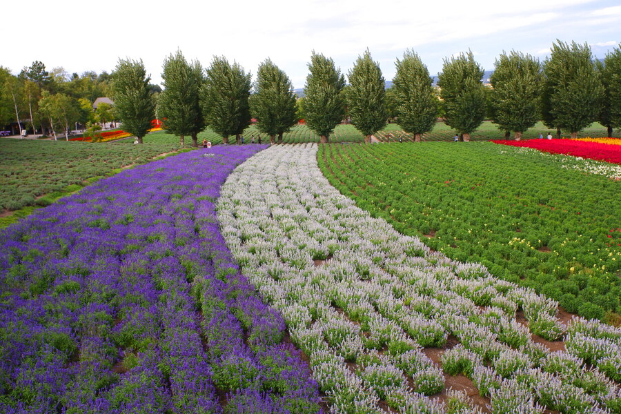 북쪽의 대지, 홋카이도 여행 4부 (비에이)_62.jpg