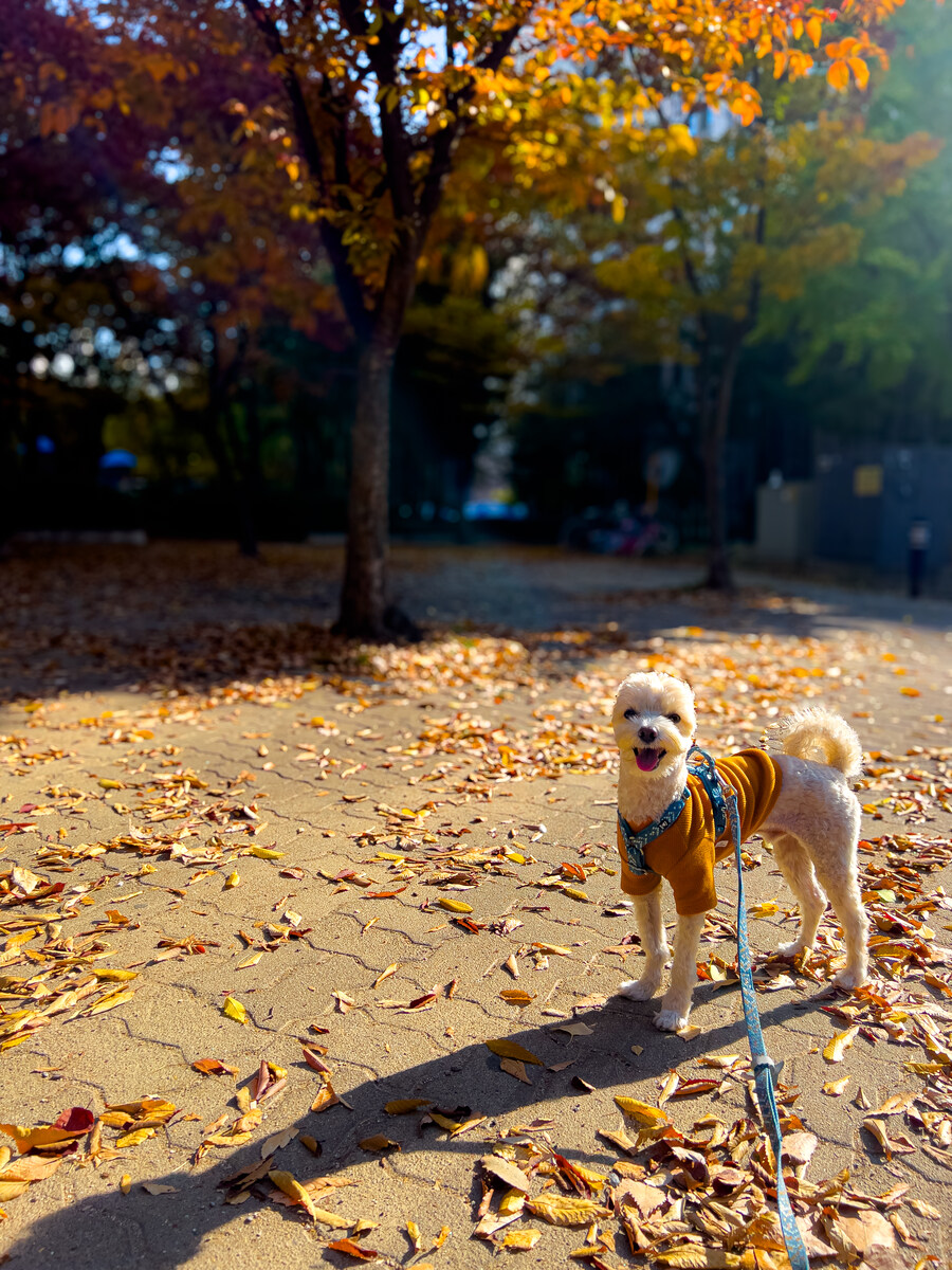 귀여운 말티푸 보고가세요_2.jpg
