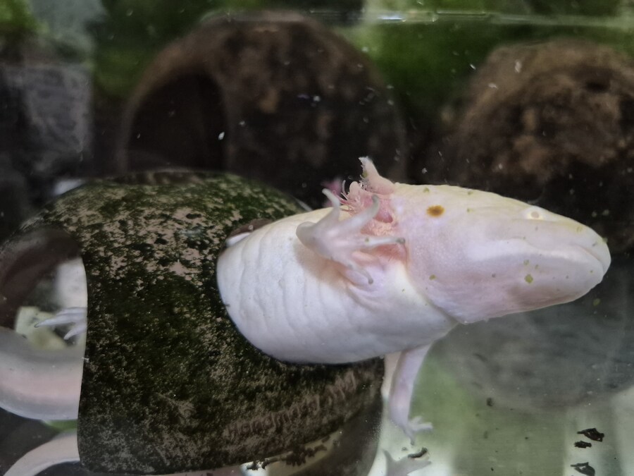 수조)미니 은신처에 몸이 낀 럼프_1.jpg