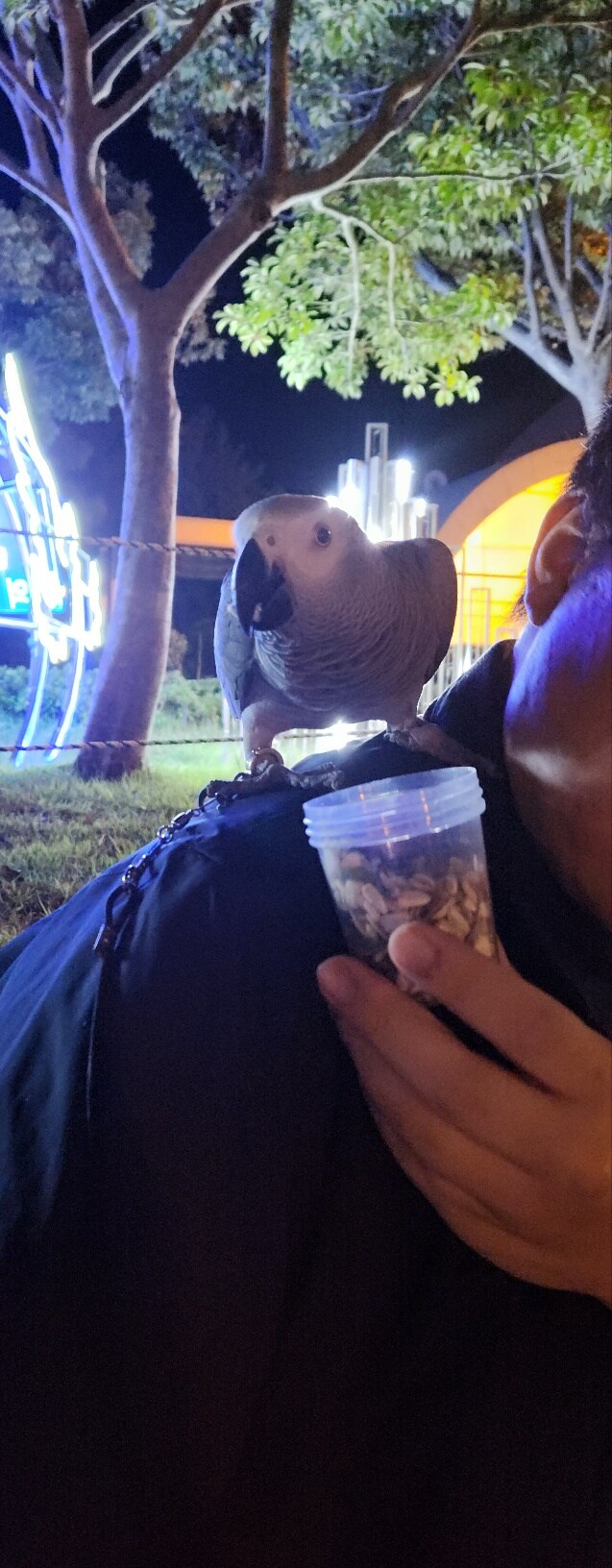 야간산책하는 회색앵무_1.jpg