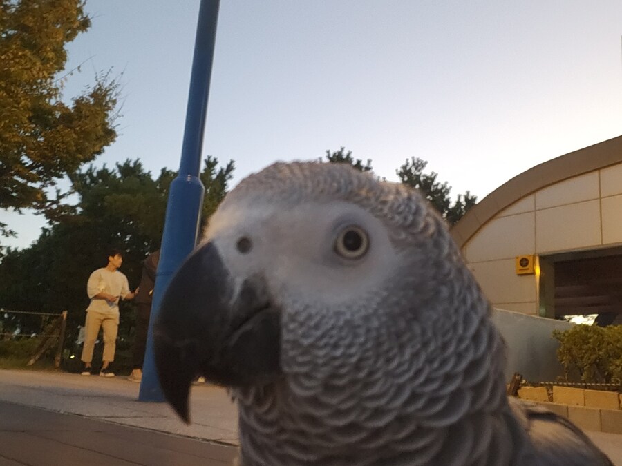 야간산책하는 회색앵무_3.jpg
