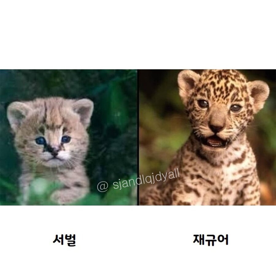 귀여운 야생의 고양이 애기들_3.jpg