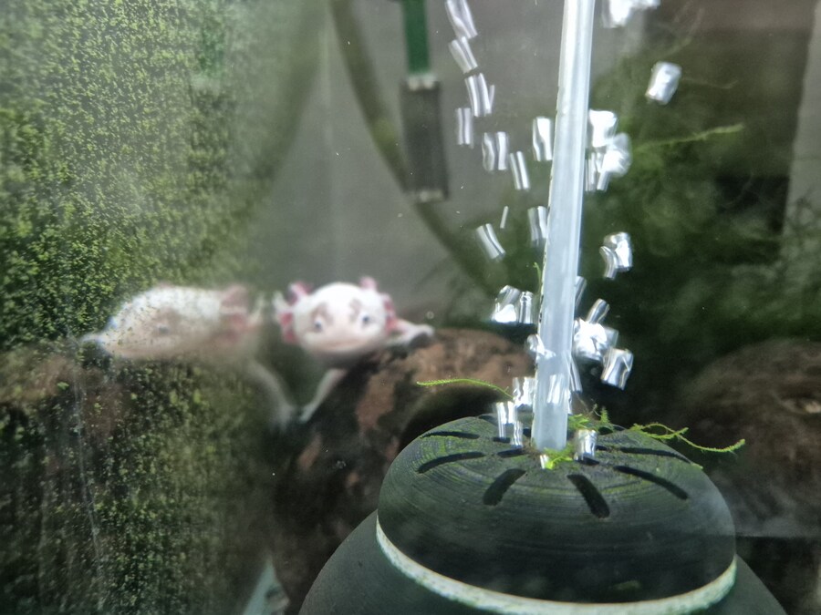 수조)지켜보는 부시_1.jpg