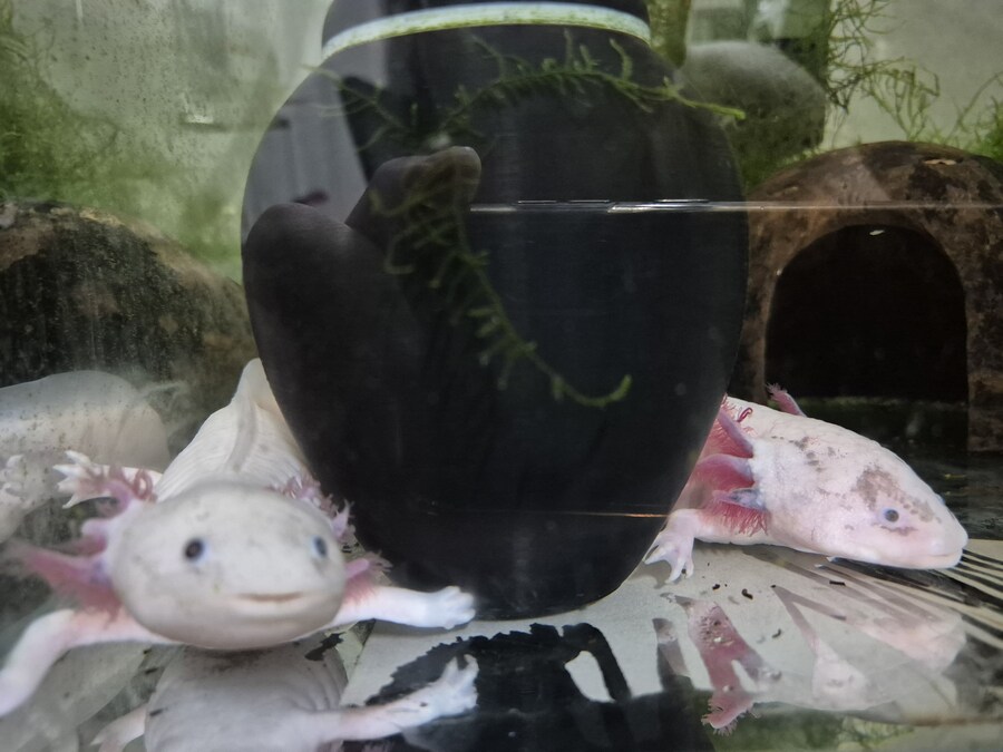 수조)단지 여과기를 경계로 둔 헌바와 부시_1.jpg