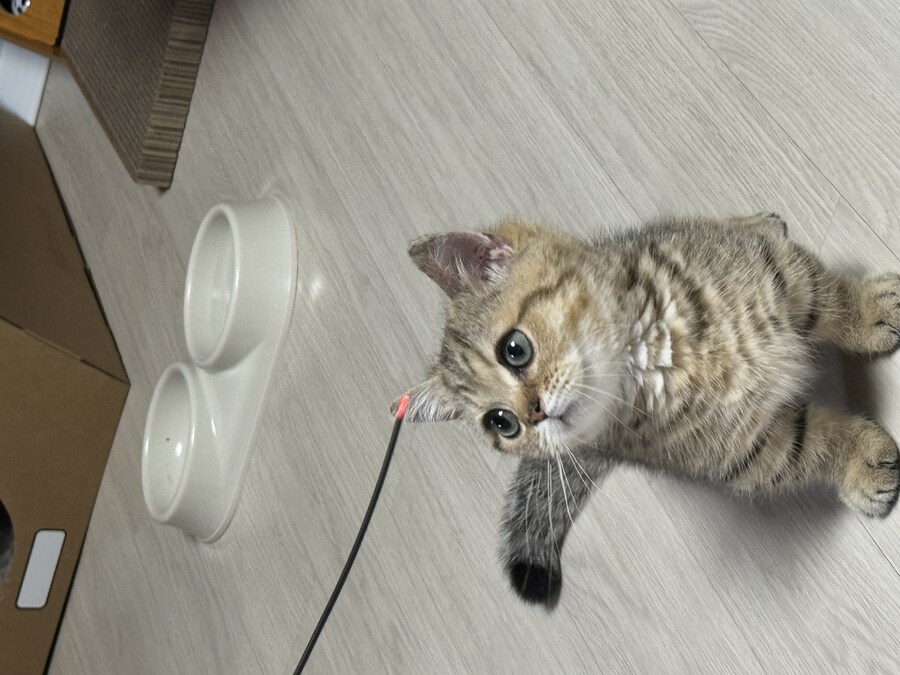 짹슨이 근황입니다^^_6.jpg