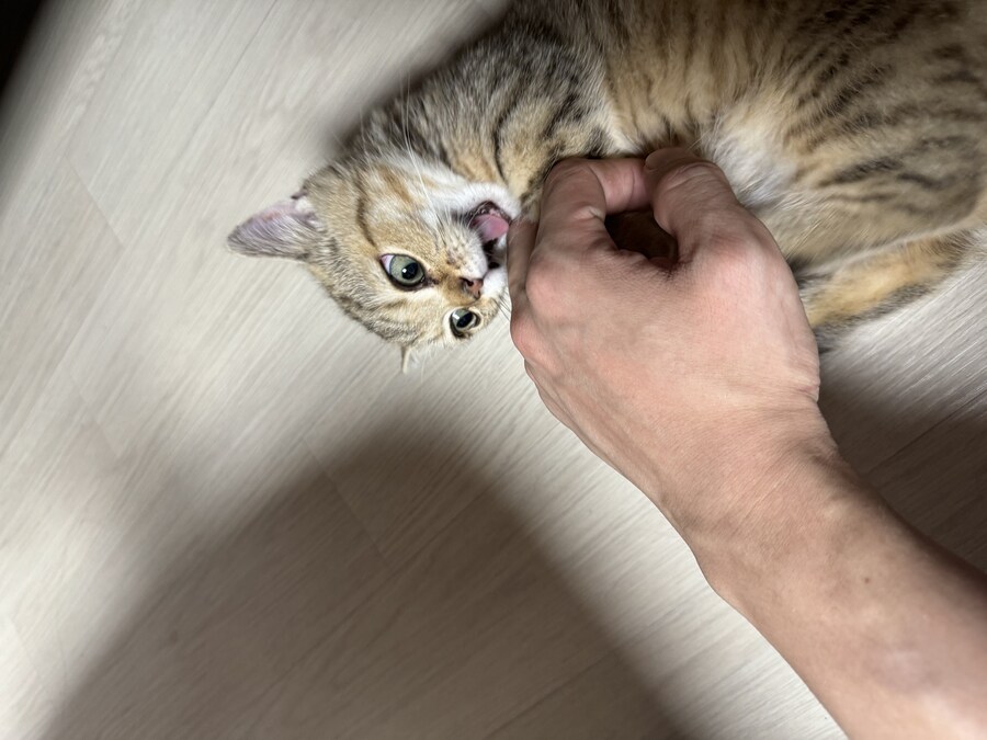 짹슨이 근황입니다^^_4.jpg