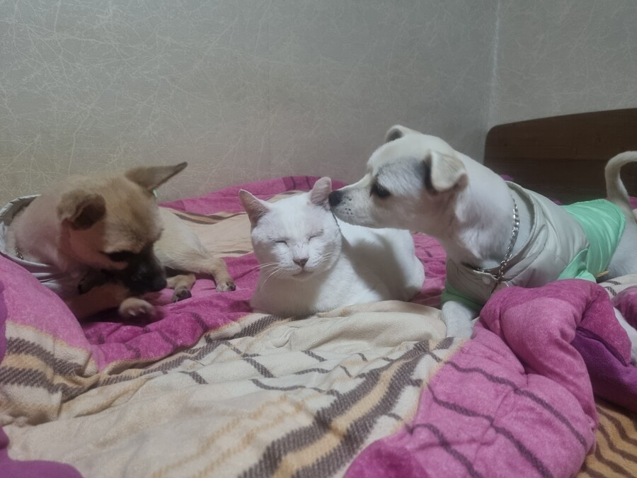 침대 뺏겼네_2.jpg