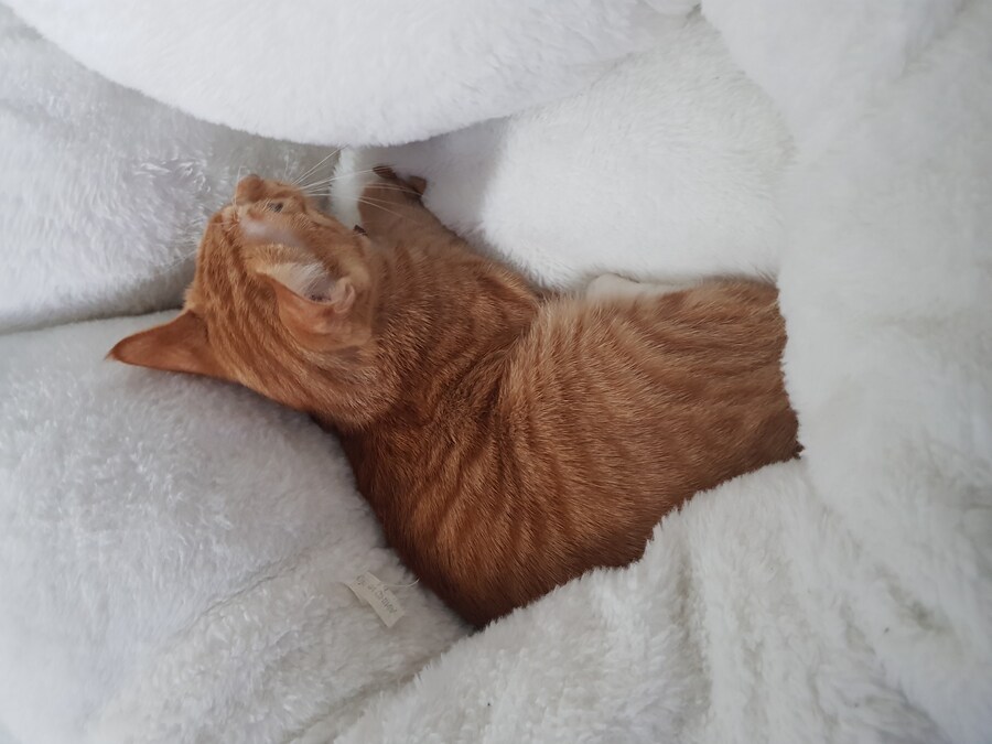 여동생이 아기때 데리고온지 언 7개월 곧_4.jpg