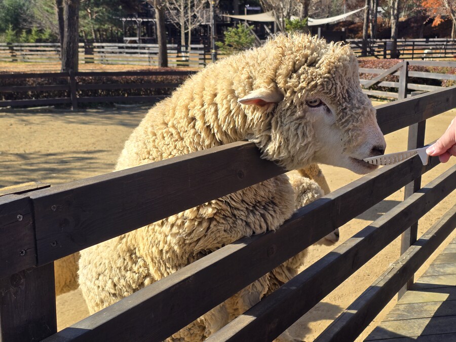 32개월 조카도 함께 한 결혼 40주년 기념 가족 여행_66.jpg