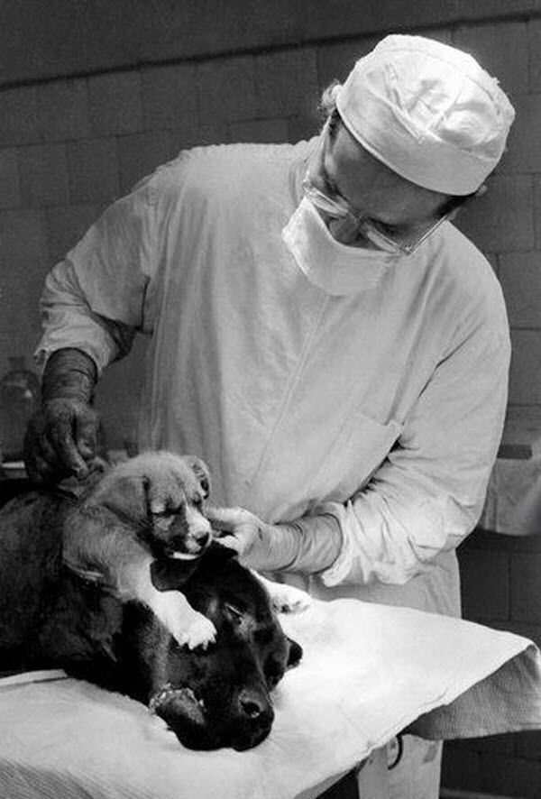 약혐)어미개에다 강아지를 꿰메어 붙힌 소련의 동물 실험.jpg_2.jpg