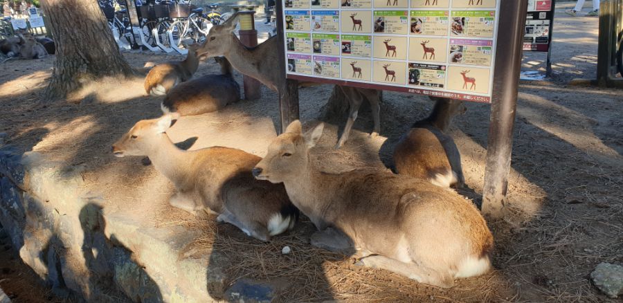 오사카 여행 1번째 이야기=오사카 첫째날은 그냥 무조건~돌아다녀보기-스압-_35.jpg