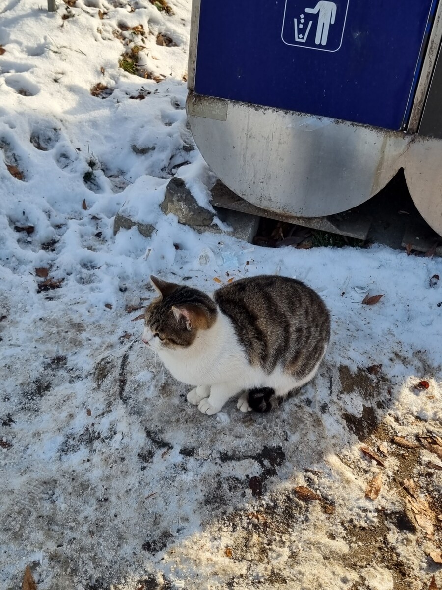 쓰레기통 관리냥_2.jpg