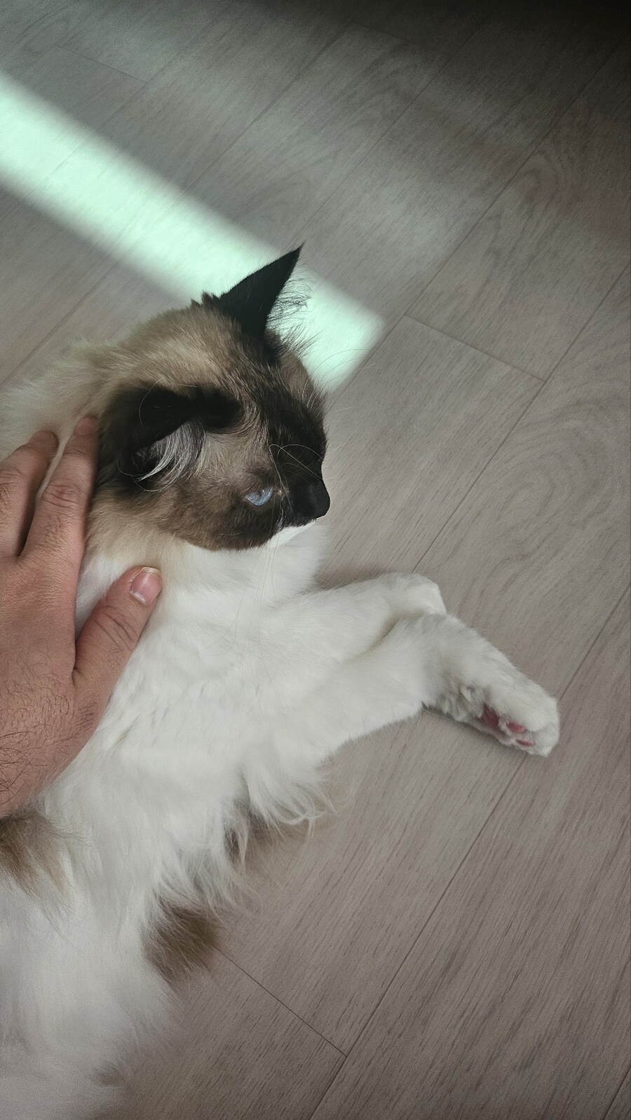 [대충 누나네 고양이 사진들]_1.jpg