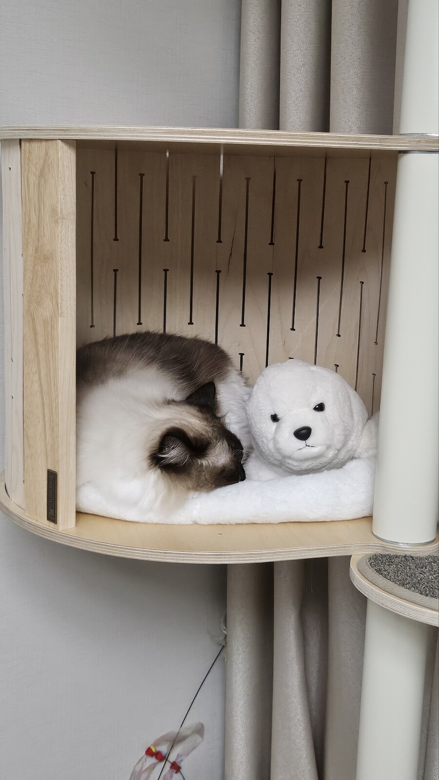 [대충 누나네 고양이 사진들]_5.jpg