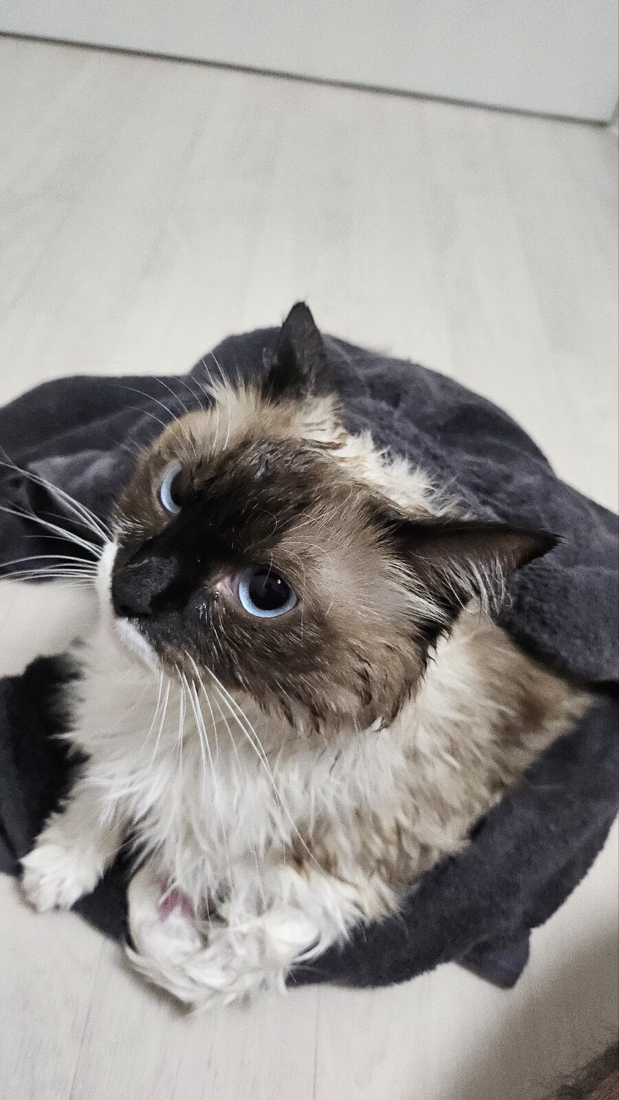 [대충 누나네 고양이 사진들]_6.jpg