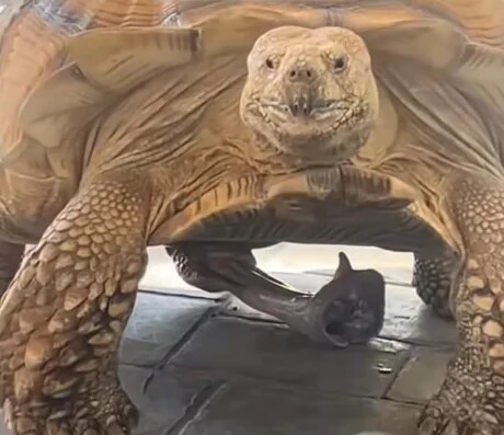 19) 따봉거북이나 봐라_1.png