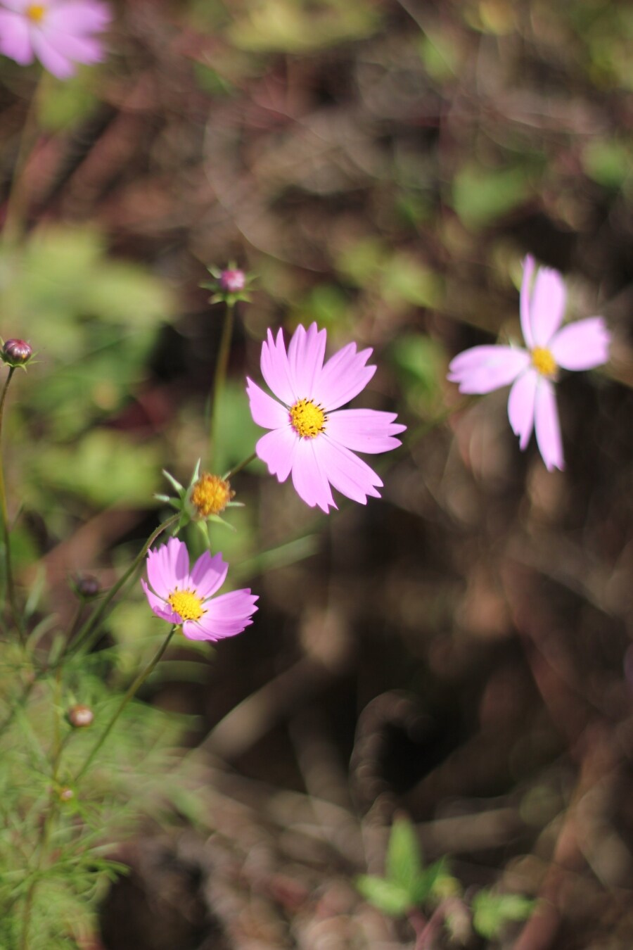 작고 이쁜 DSLR 캐논 EOS 100D 화이트를 사용해보았다_3.jpg
