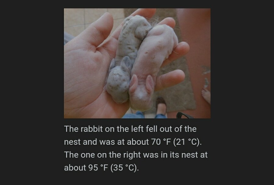 샴 고양이의 이로치 발생조건_5.jpg