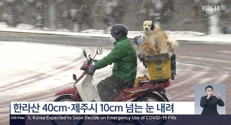 북유게펌)제주 폭설 뉴스에 나온 댕댕이들_1.jpg