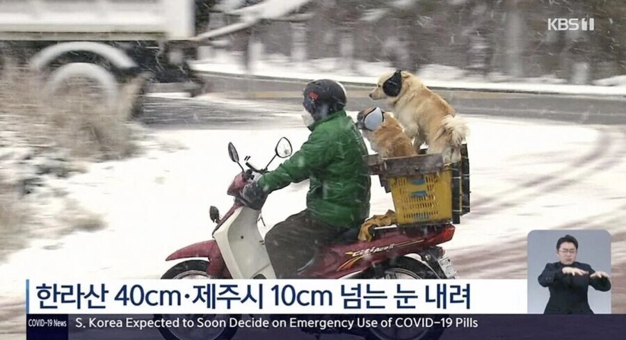 북유게펌)제주 폭설 뉴스에 나온 댕댕이들_2.jpg