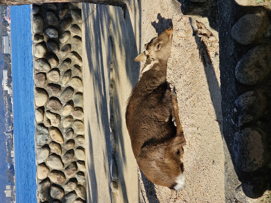 [수기] 일본 세토내해 늦가을 단풍여행 - 2.미야지마-히로시마_8.jpg