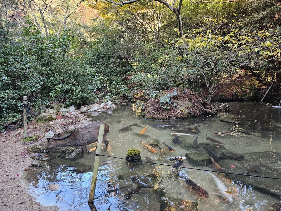 [수기] 일본 세토내해 늦가을 단풍여행 - 2.미야지마-히로시마_35.jpg